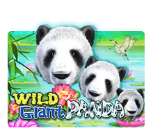 Wild Giant Panda